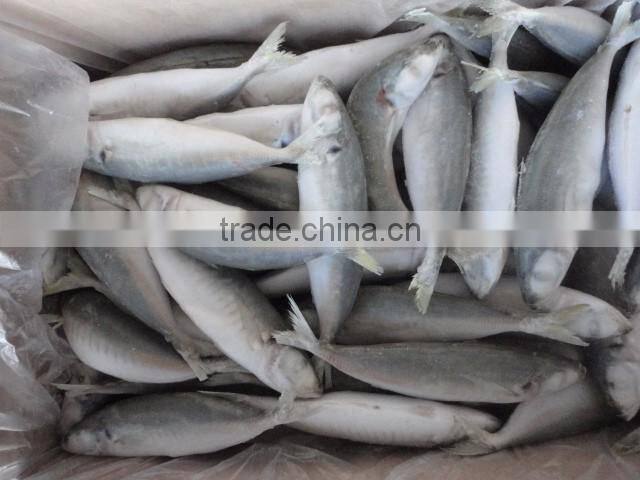 frozen horse mackerel IQF fish