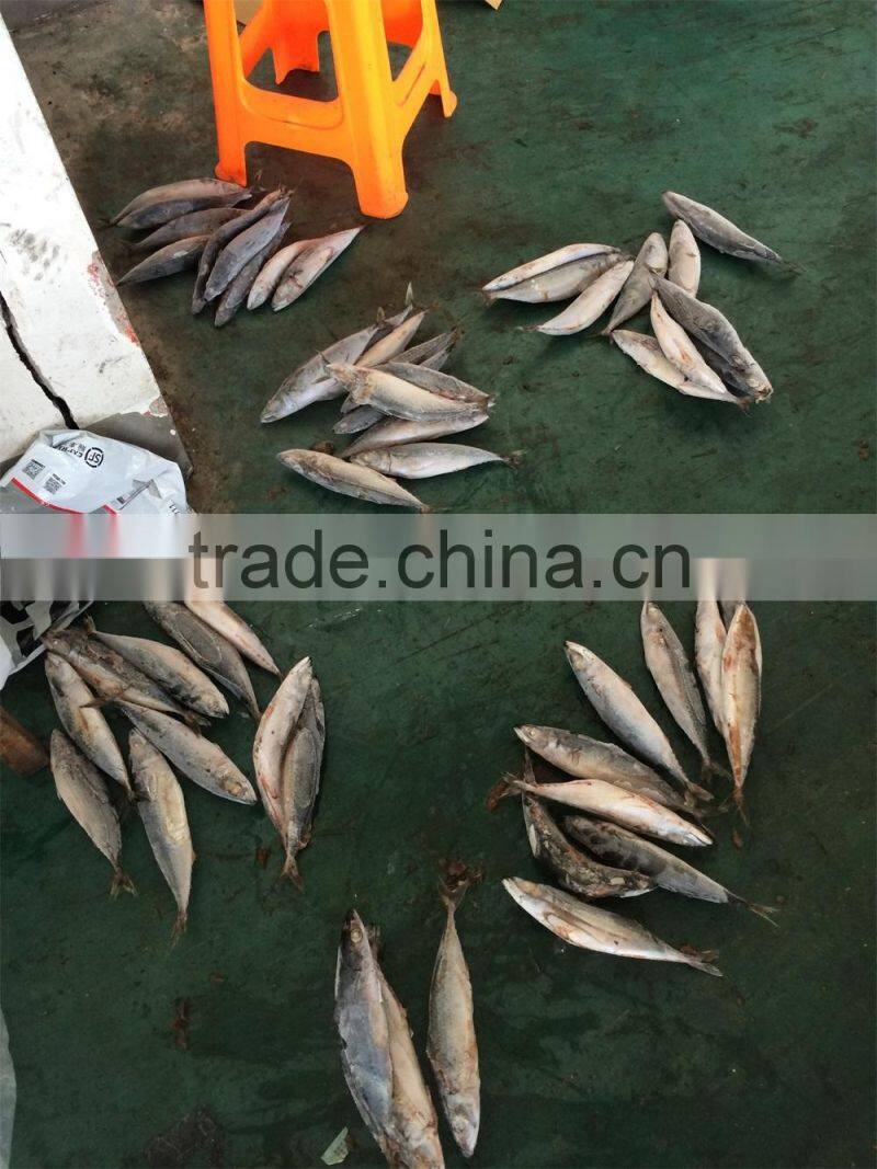 Pacific mackerel fish in 2015