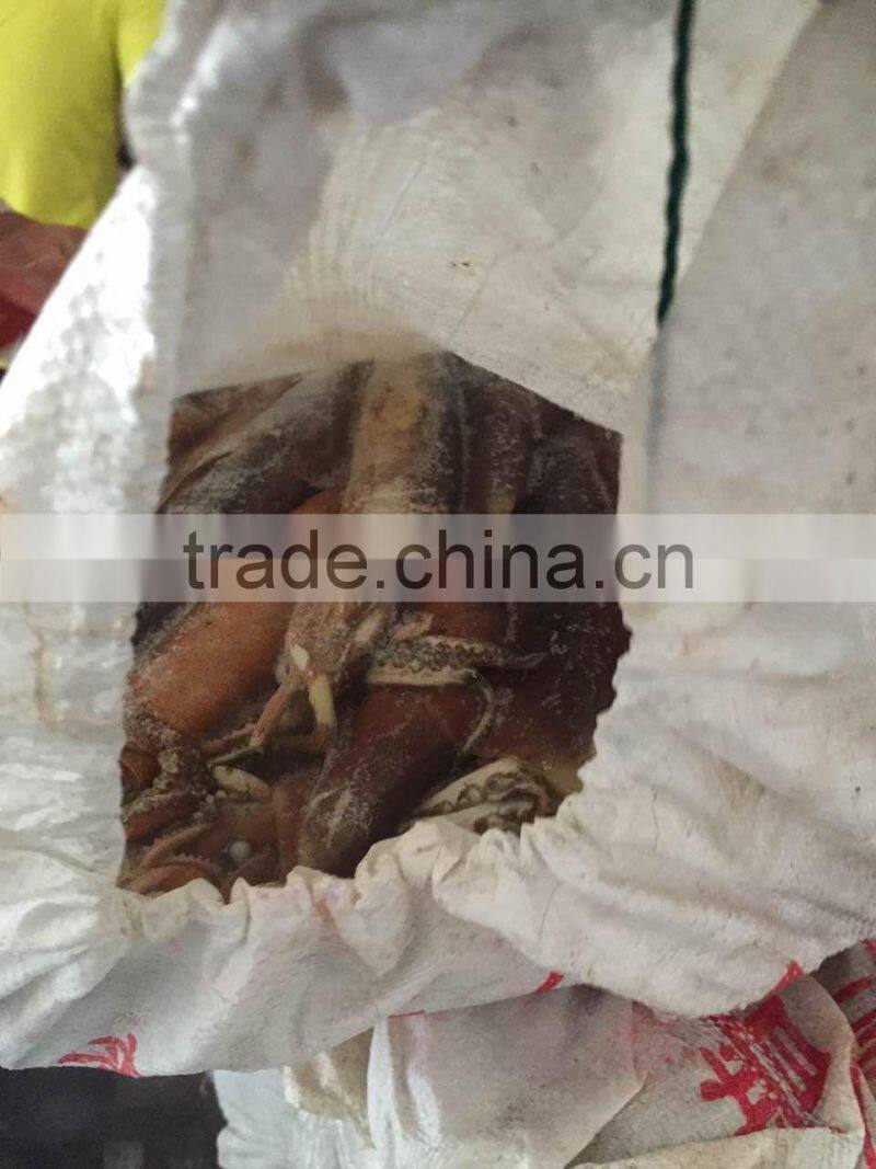 Frozen illex squid every size available new landing