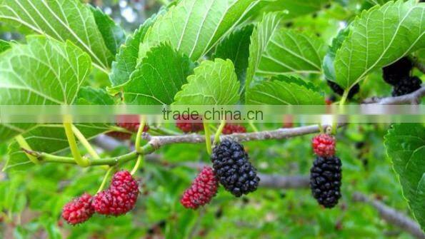 Healthy & Pure Mulberry Leaf Powder Producers