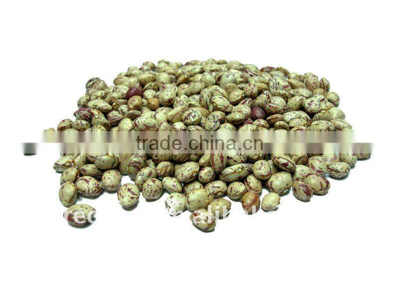 2011 new dark red kidney beans