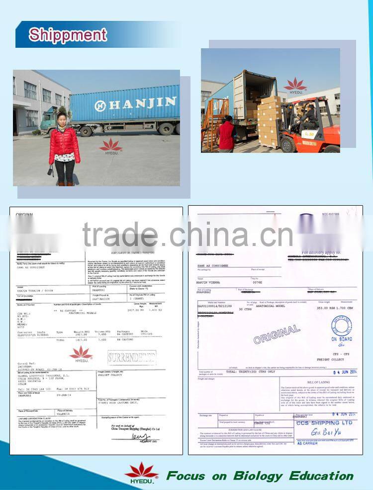 High quality Flexible spinal column with colour coded regions