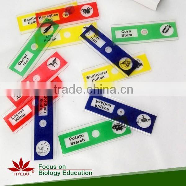 Prepared Slides , Insecta w.m. Slides,Glass Colorful Prepared Slides