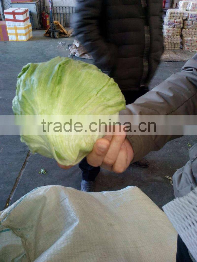 fresh lettuce for sale good quality