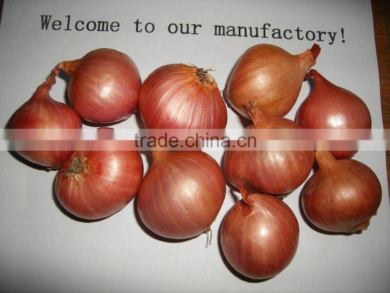 2016 Crop Red Onion Shallot