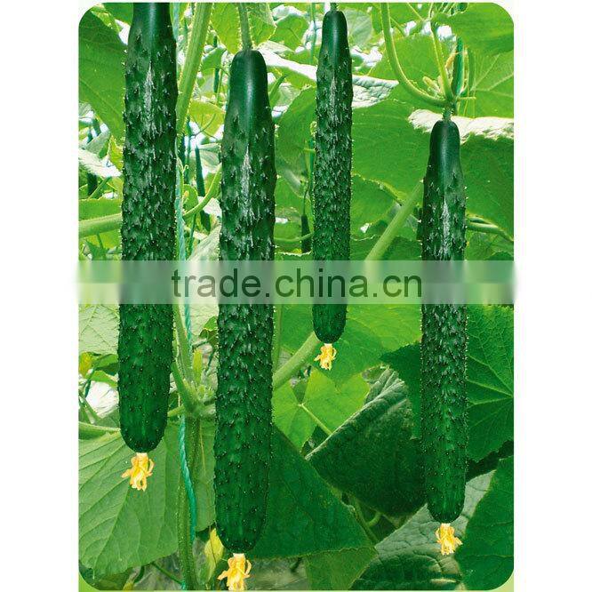 CU09 Nongfeng f1 hybrid cucumber seeds of quality vegetable seeds