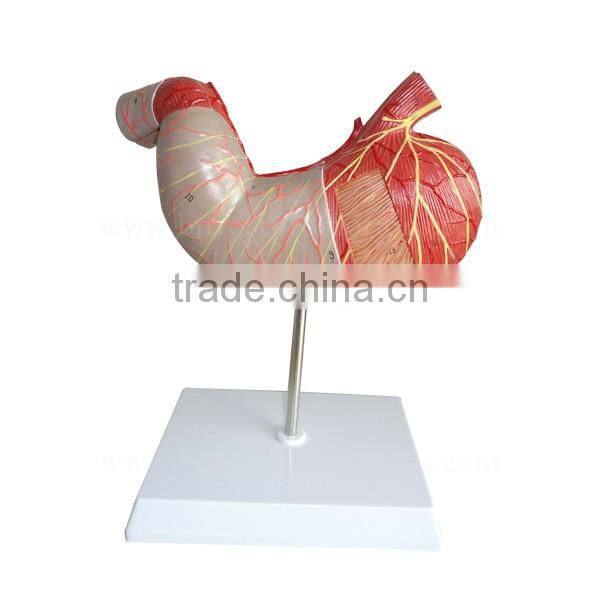 Handmade Medical Human Body Anatomy Stomach Model