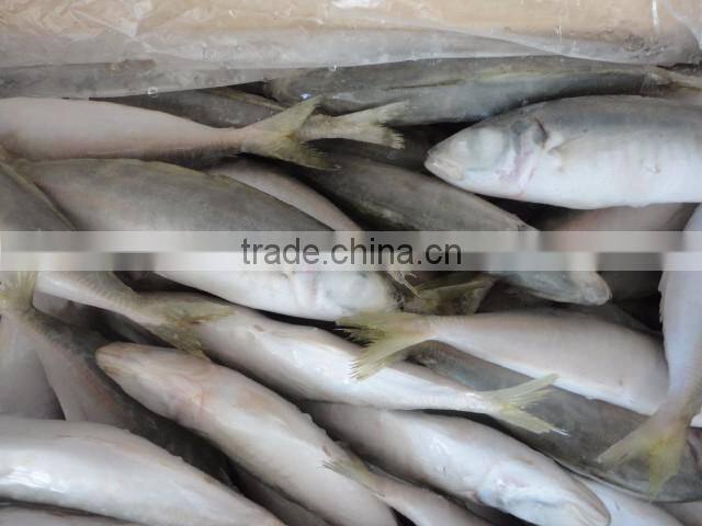 Frozen IQF Horse Mackerel