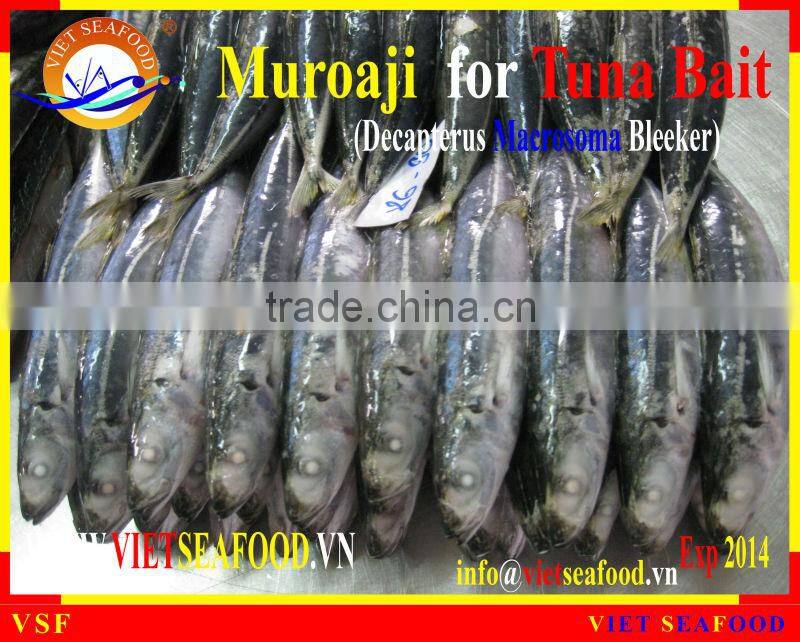MUROAJI FOR TUNA BAIT