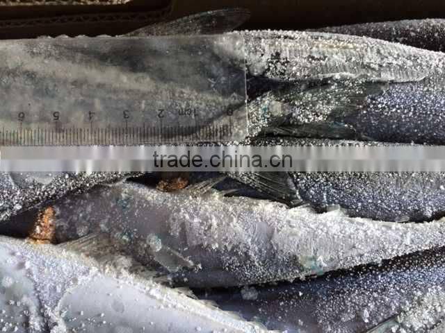 Pacifc saury Cololabis Saira