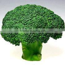 Fresh broccoli/green broccoli for export