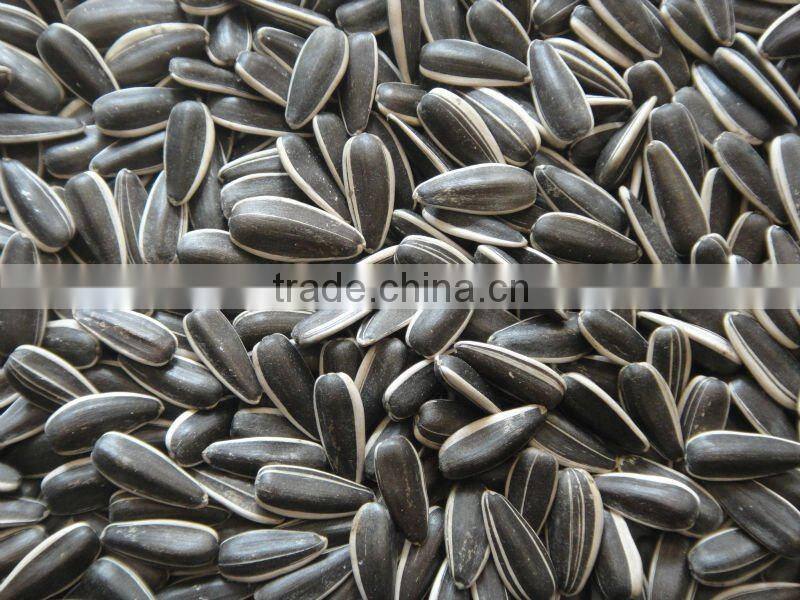 new crop black chinese sunflower seeds 5009 363