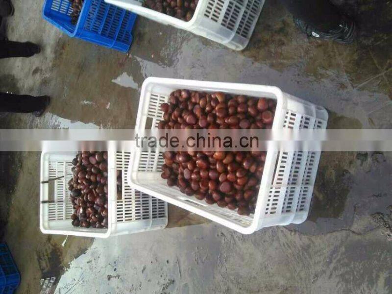 Sweet Chestnut , organic / common