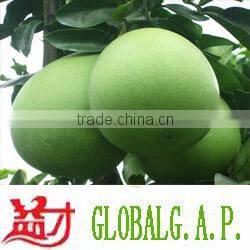 Chinese sweet honey pomelo