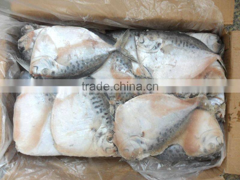 frozen moonfish 200-300g/pc BQF 7.5kgs/ctn