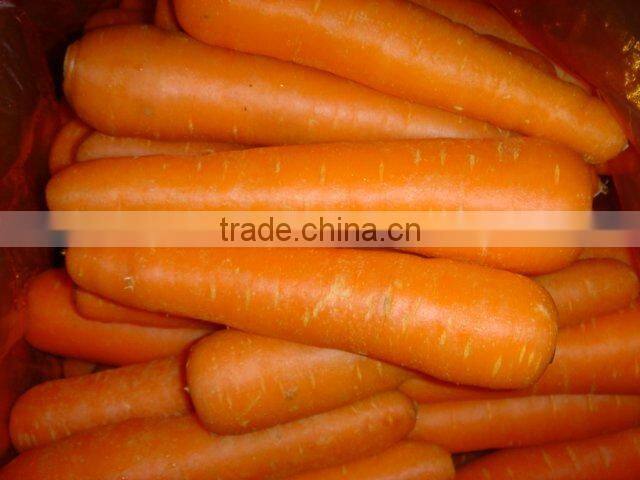 Chinese fresh red Carrot processing plant