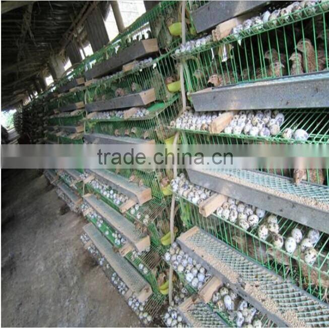 Poultry Battery Cages waterer equiped For Quail Rearing