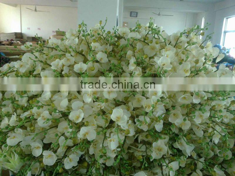 silk orchid flowering