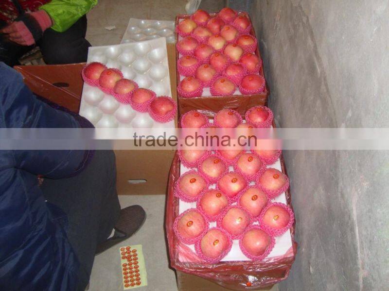 Fuji Apple/Fresh Apples/70MM, 75MM, 80MM,85MM UP
