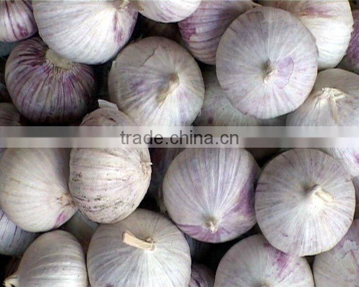 Whole White Garlic