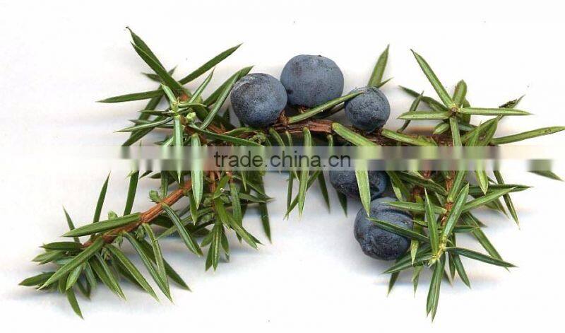 Juniper Berry Oil manufacturer.