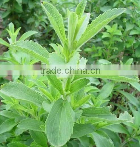 Stevia/Stevia Leaf Extraction Machine