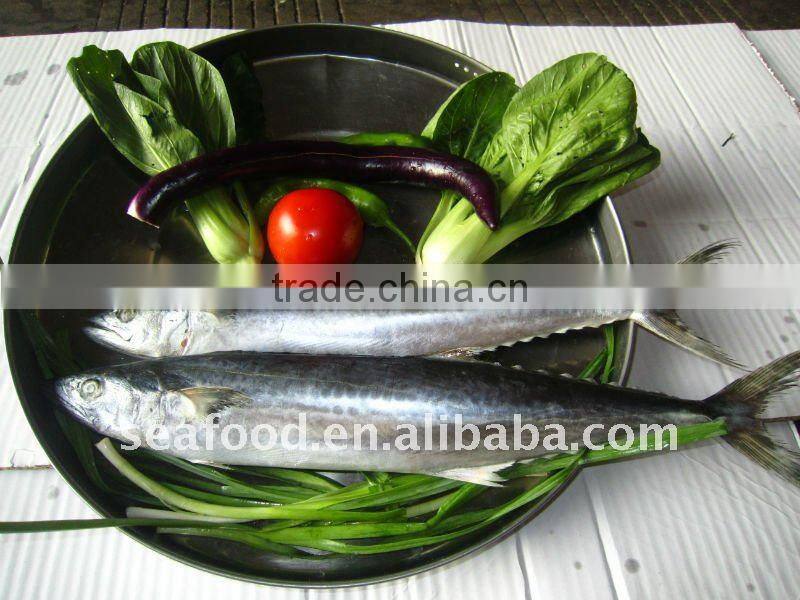 IQF spanish mackerel fillets A,B grade