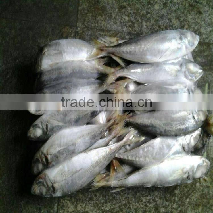 Frozen fish horse mackerel horse mackerel fish japanese scad for sale