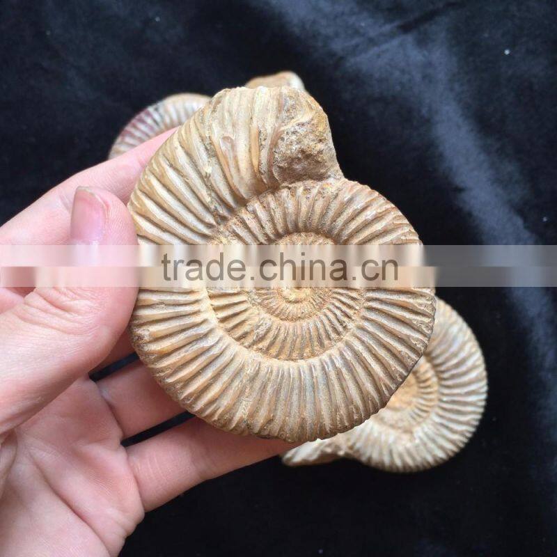 Precious High Quality Natural Ammonite Fossil Snail For Sale Gift Ornaments