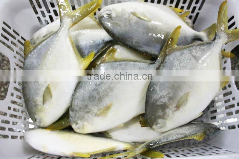 Gain Ocean Food Farm Raised Seafood Available Size Frozen Whole Golden Pompano Fish