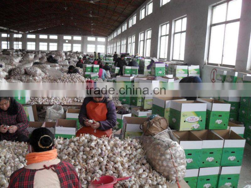 2014 Chinese Fresh Peeled Garlic , Peeled Garlic Cloves