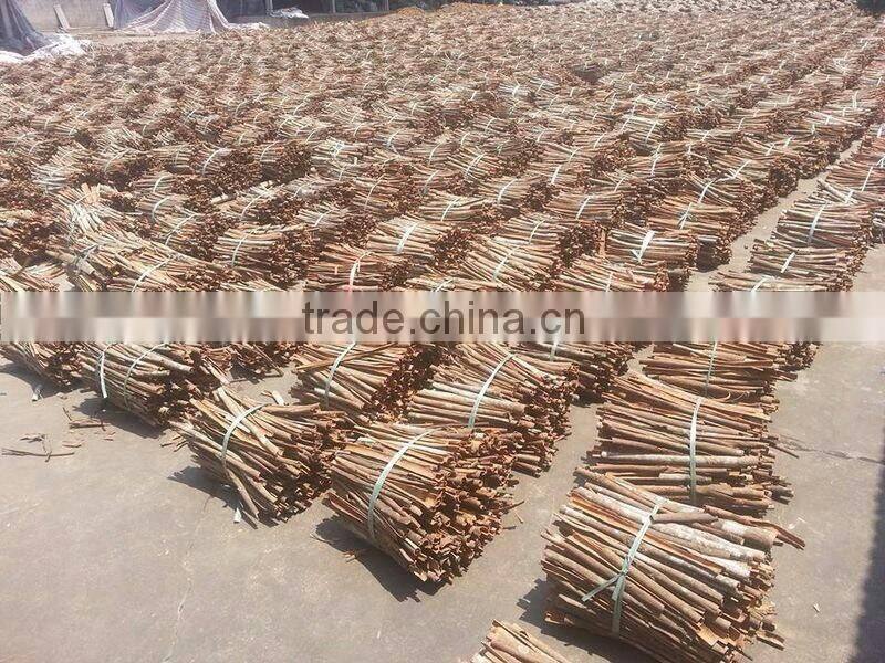 BROKEN CASSIA - CINNAMON (Skype: vuongngoc0901)