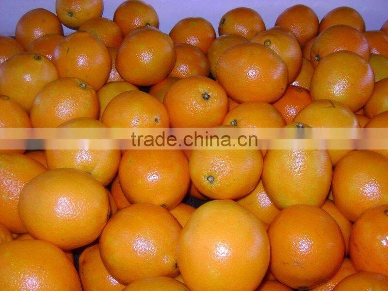 New crop fresh navel orange from Best Food