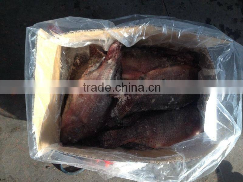 fresh frozen tilapia fish