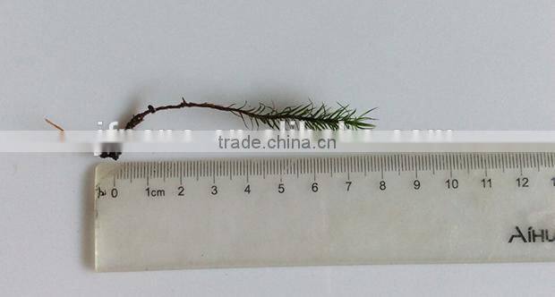DIY accessories natural moss decorative green moss for micro landscape
