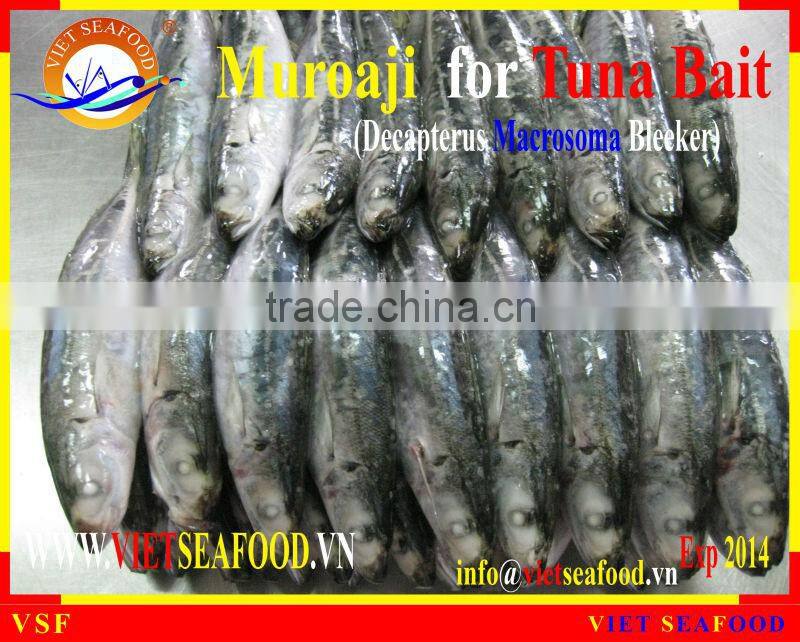MUROAJI FOR TUNA BAIT