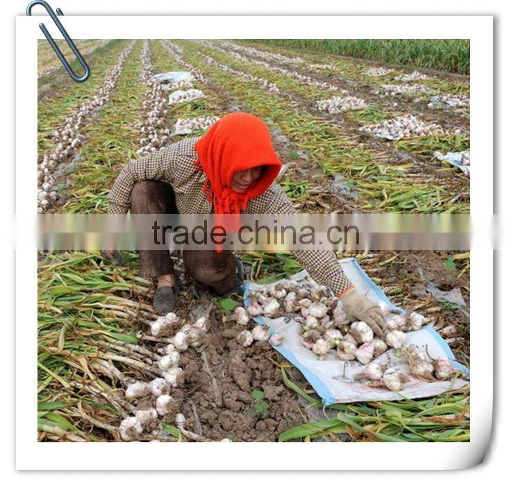 wholesale new crop Jinxiang garlic OEM garlic factory garlic export