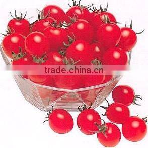 tomato washing processing equipment