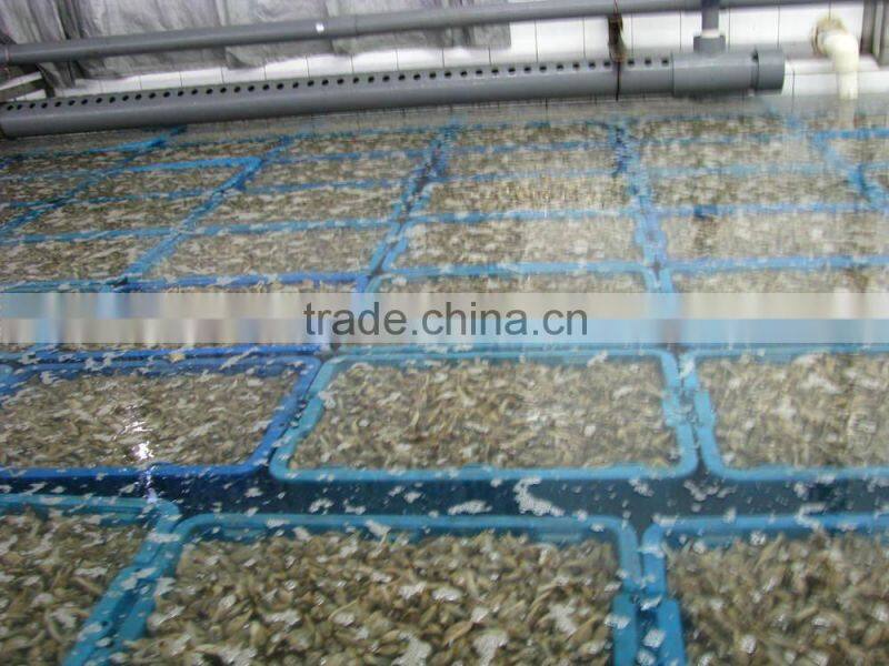 Good Quality Short Necked Clams