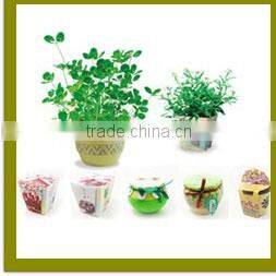 Specialized boxes for gifts DIY mini bonsai promotional gifts for teenagers , corporate anniversary gifts