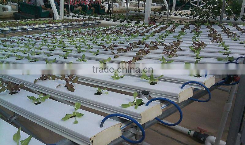 hydroponic NFT growing system greenhouse