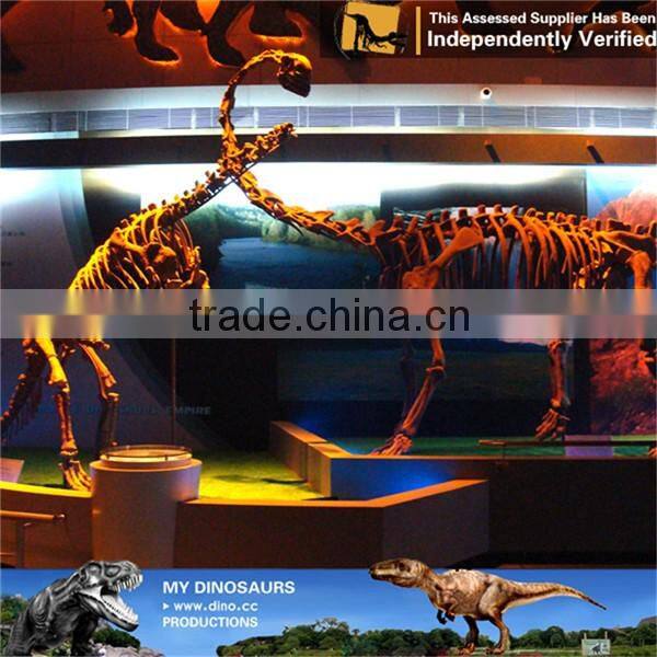 MY Dino-C070 Resin animal skeleton for musuem exhibition