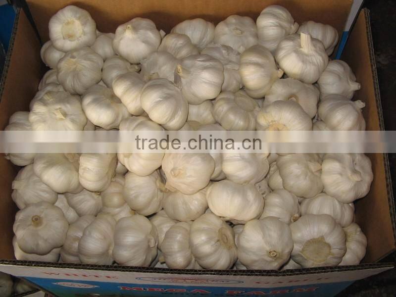 (NEW) 2015 China Fresh Garlic With High Reputation at Abroad