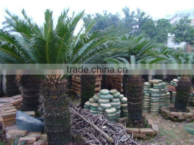 outdoor indoor decorative ornamental bonsai plants of Cycas revoluta
