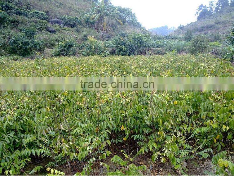 Carambola Fruit tress Seedling