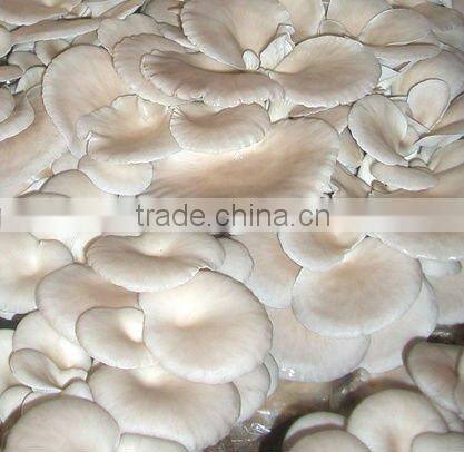 Canned oyster mushroom