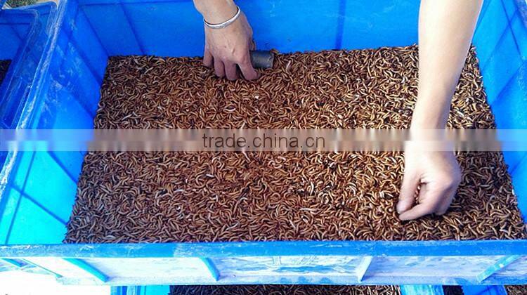 Cat Food 2.5--2.8 cm Freeze Dried Mealworms;Yongzheng Dried Mealworms For Cat