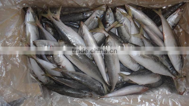 pangasius fillet importers horse mackerel