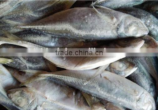 land frozen horse mackerel BQF 6-8pcs/kg