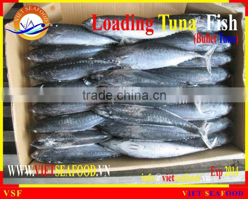 LOADING WHOLE ROUND BULLET TUNA
